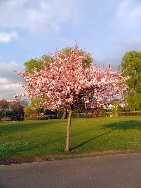 Růžový strom v květu, regent's park, Londýn — Stock fotografie