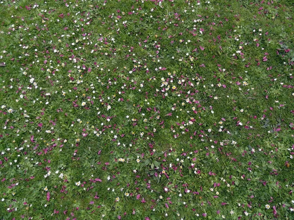 Лепестки на зеленой траве, Риджентс Парк, Лондон, фон Стоковая Картинка