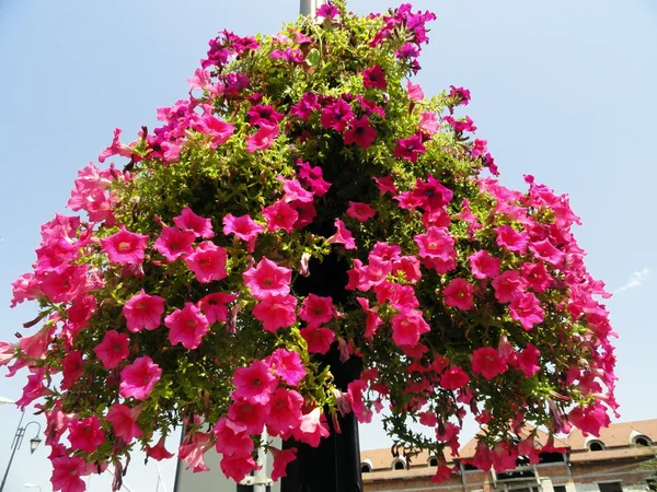 Schöne Petunienblüte — Stockfoto