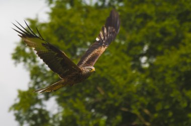 Flying red kite, bird of prey clipart