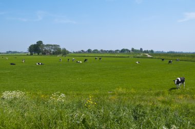 Dutch landscape with cows clipart