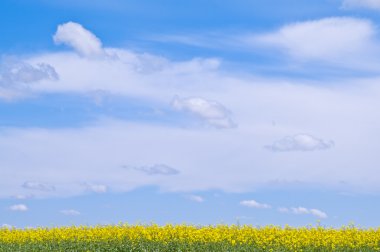 Mavi gökyüzü kolza tohumu