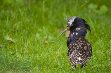 Male ruff clipart