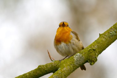 Kırmızı Robin