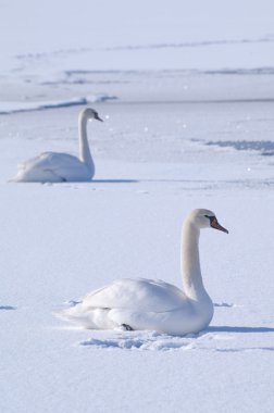 Two swans on a frozen lake clipart