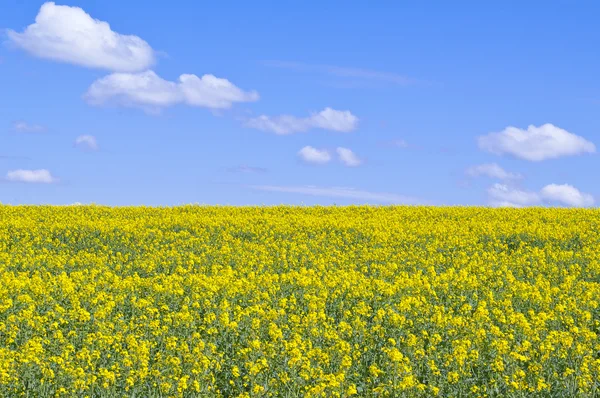 stock image Yellow rapeseed field