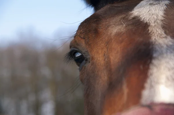 Auge eines braunen Pferdes mit weißer Flamme — Stockfoto