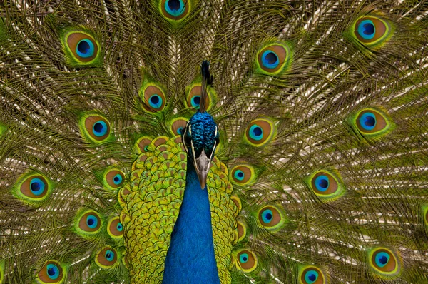 Close-up de um pavão — Fotografia de Stock