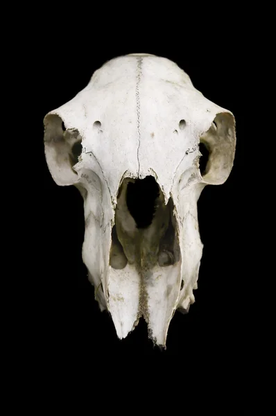 stock image Skull of a sheep