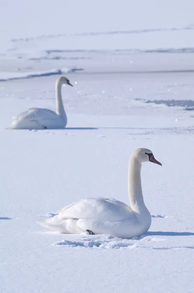 凍った湖の上の 2 つの白鳥 ストック写真