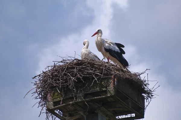 Dos cigüeñas en un nido — Foto de Stock