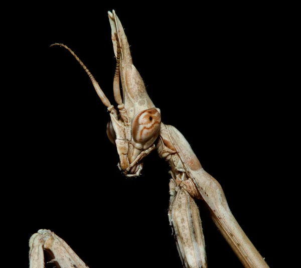 stock image Empusa portrait