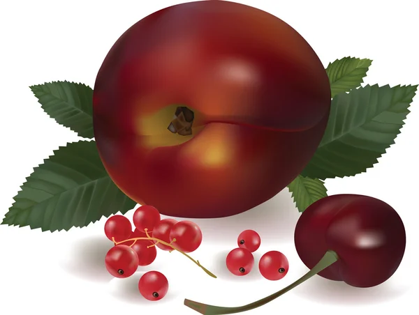 Plum, cherry, currant — Stock Vector