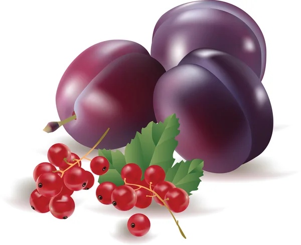 Currant, plum, terisolasi - Stok Vektor