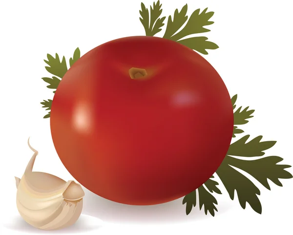Tomates y ajo sobre fondo blanco Ilustración de stock