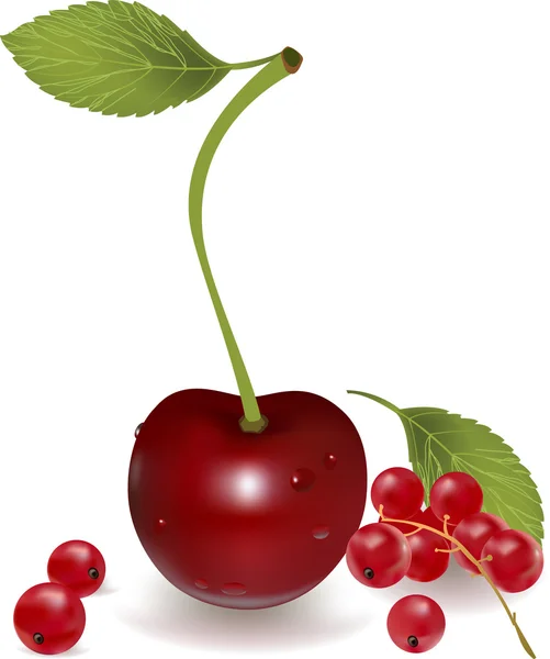 Cherry, currant — Stock Vector