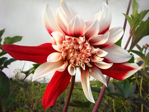 Dahlia. Decorative flower in the garden.Сlose-up — Stock Photo, Image