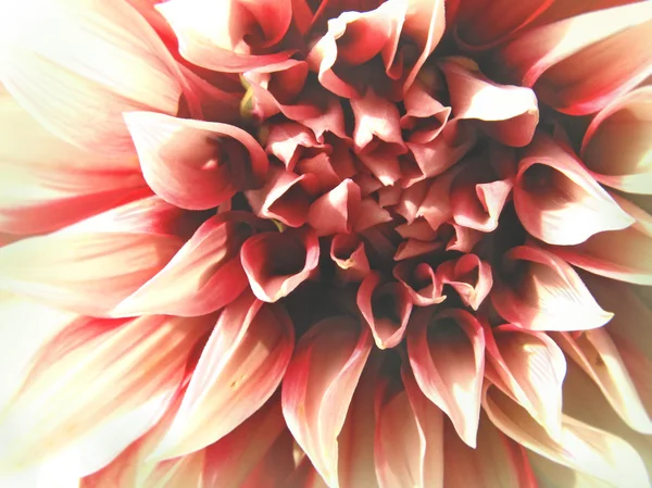 The aroma of summer! Dahlia. Decorative flower .Сlose-up. — Stock Photo, Image