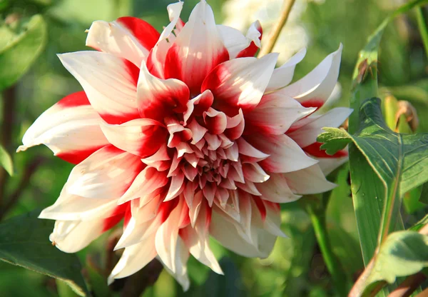 stock image Dahlia.Indoor and greenhouse plants on a green background