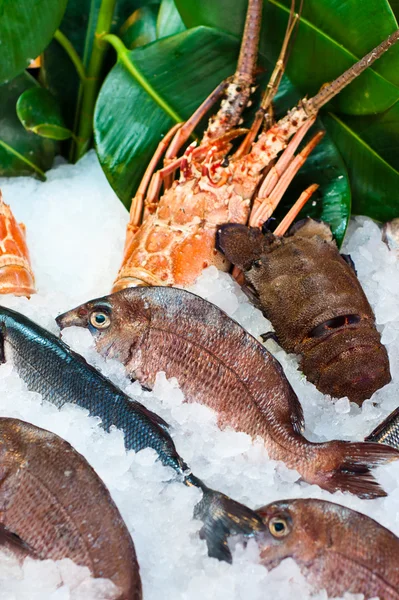 新鮮な魚介類の配置 — ストック写真