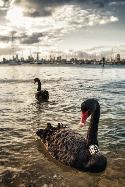 Siyah Kuğu Okyanusu. Melbourne