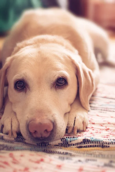 stock image The dog is lying on the carpet