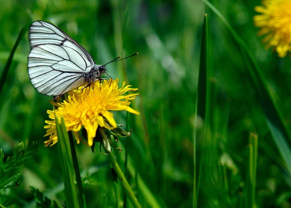 stock image White butterfly