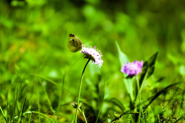 Mariposa en la flor —  Fotos de Stock