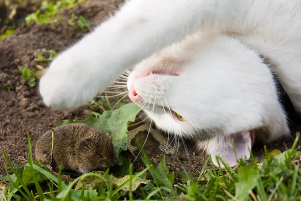 Кота и мышь — стоковое фото
