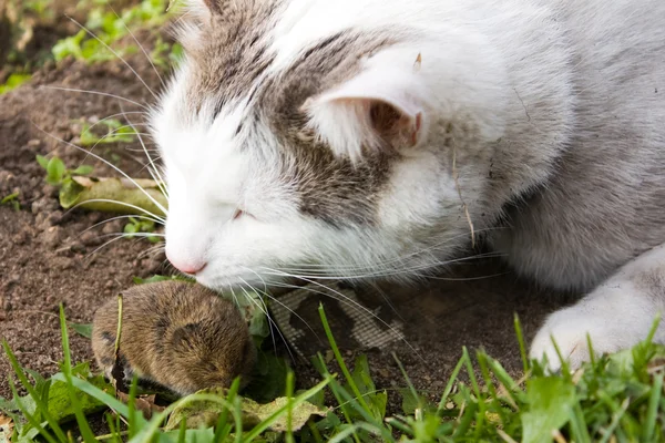 고양이와 생쥐 — 스톡 사진