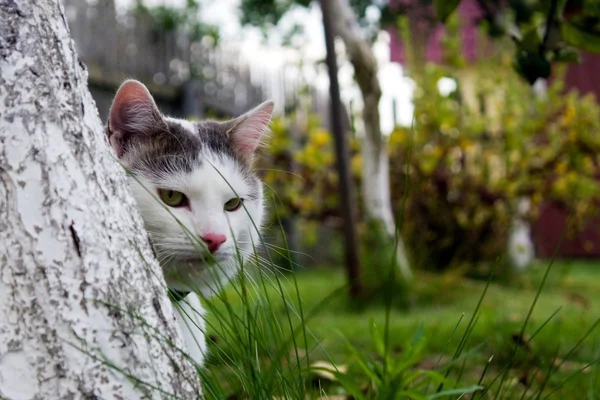 Gato detrás del árbol — Foto de Stock