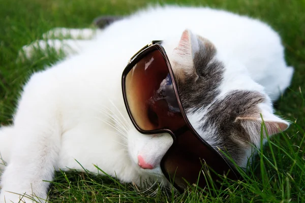 Katze in Sonnenbrille — Stockfoto