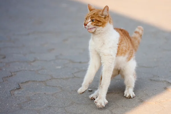 Агрессивная кошка — стоковое фото