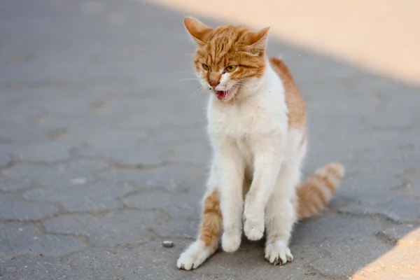 Agresivní kočka — Stock fotografie
