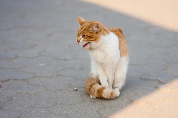 공격적인 고양이 — 스톡 사진