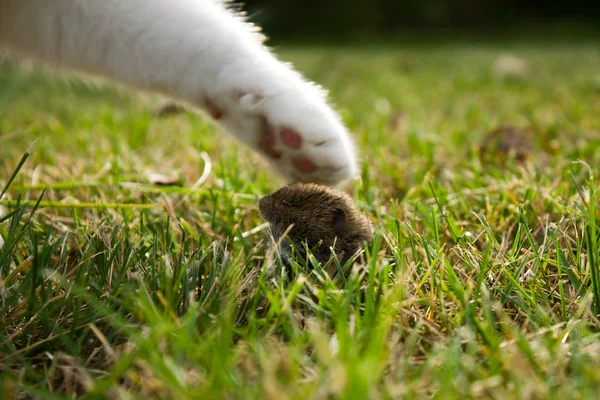 Γάτες πόδι και το ποντίκι — Φωτογραφία Αρχείου