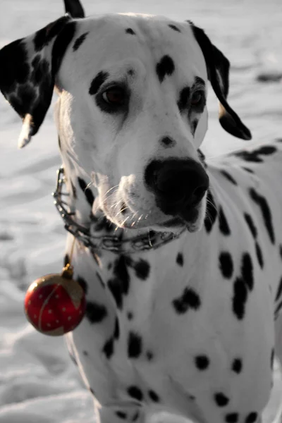Dalmatiner hund — Stockfoto