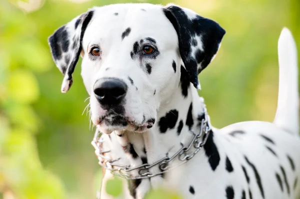 Piękny młody dalmatyńczyk pies w przyrodzie — Zdjęcie stockowe