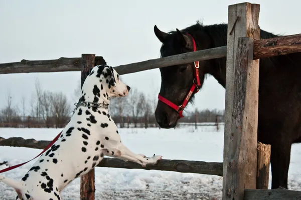 Hund och häst — Stockfoto