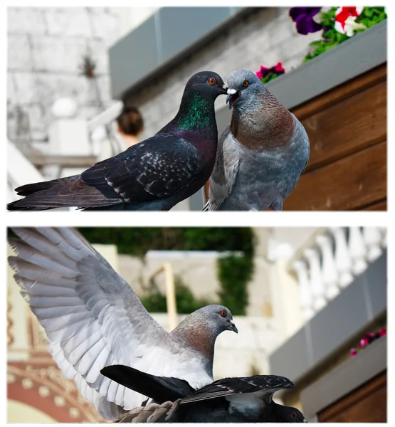 Doves kissing — Stock Photo, Image