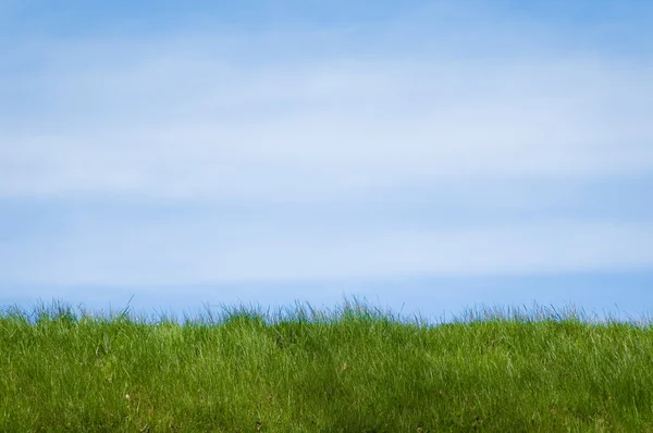 草と空 — ストック写真