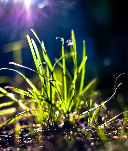 Grönt gräs — Stockfoto