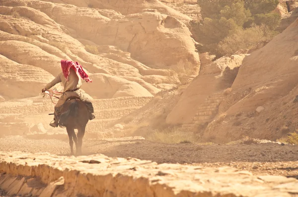 Арабская лошадь — стоковое фото