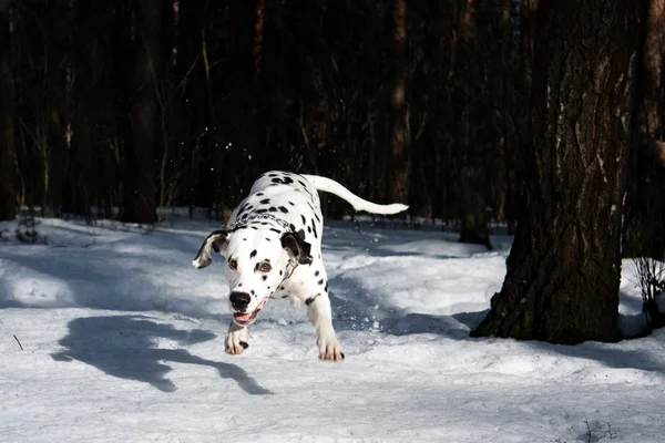 Springhund — Stockfoto