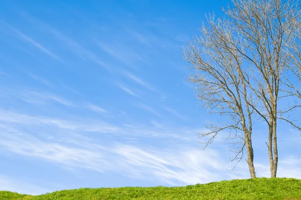 Gras, Himmel und Baum — Stockfoto