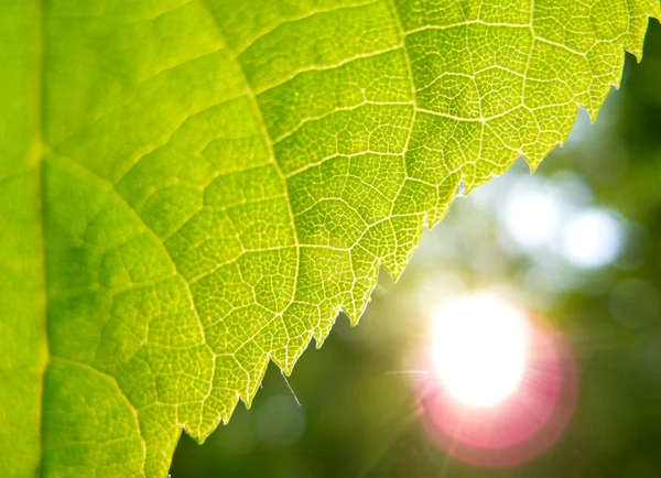 Zielony liść i słońce — Zdjęcie stockowe