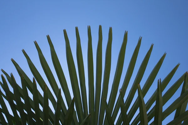 Зелений palm — стокове фото
