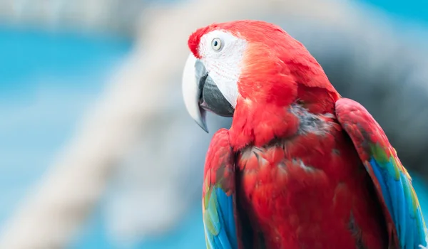 stock image Colorful parrot