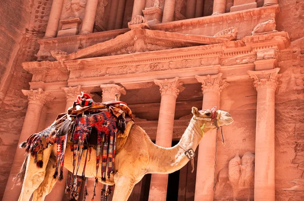 对财政部的骆驼 — 图库照片