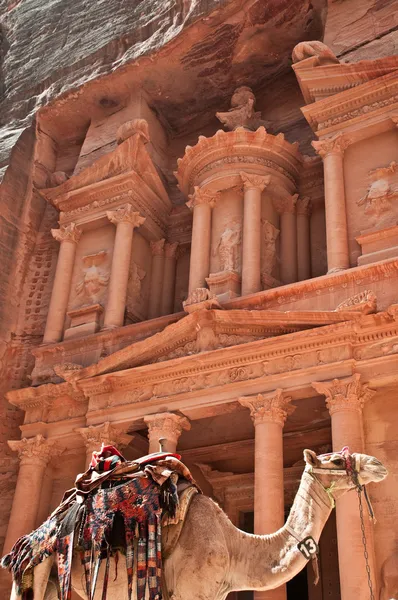 Petra deve — Stok fotoğraf